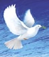 dove 2_0.jpg